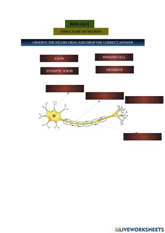 Structure of neuron