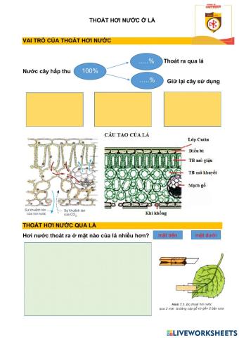 Bài 3. sinh 11. thoát hơi nước ở lá