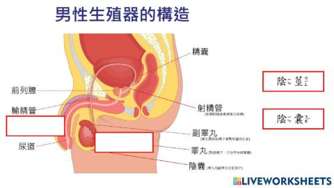 認識男生生殖器官