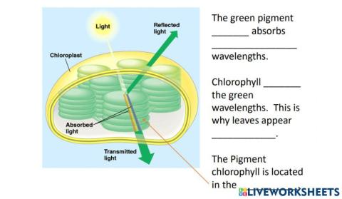 Light reactions -pigments