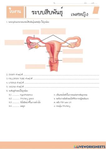 เพศหญิง