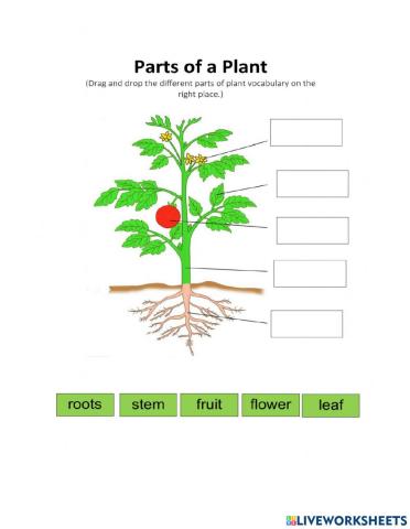 Parts of a Plant