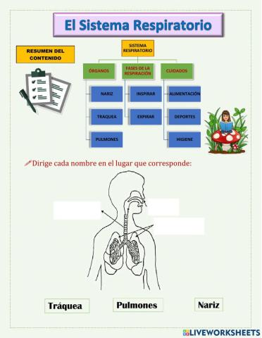 El aparato respiratorio