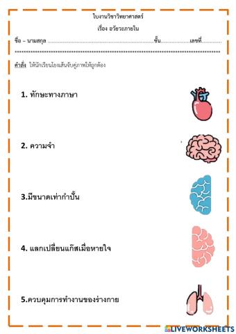 อวัยวะภายใน1