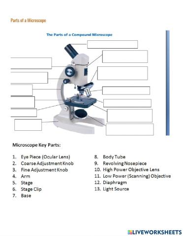 Parts of a Microscope