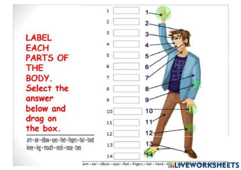 Parts of the Body