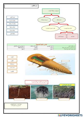 درس النبات-الجذور