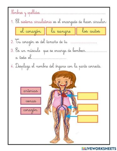 Sistema circulatorio