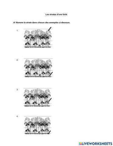 Les strates d'une forêt