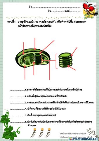 รงควัตถุในการสังเคราห์แสง