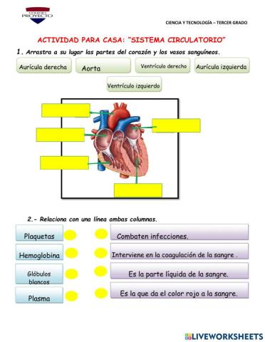 Sistema circulatorio