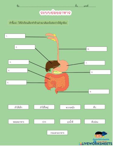 ใบงานส่วนประกอบระบบย่อยอาหาร