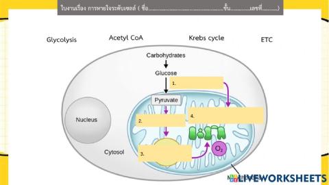ใบงานการหายใจระดับเซลล์