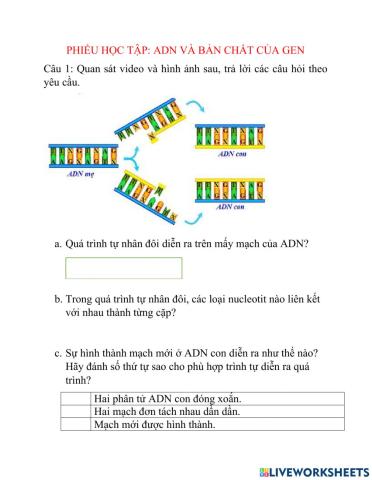 Quá trình nhân đôi ADN