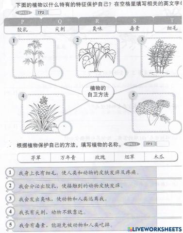 科学植物5年级