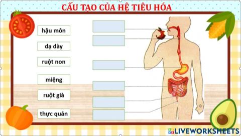 Hệ tiêu hóa