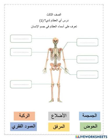 الهيكل العظمي