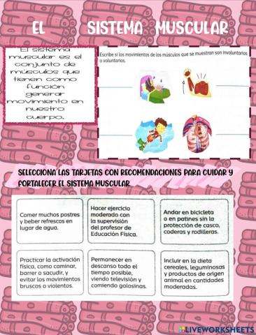 Sistema muscular