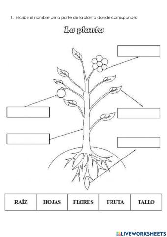 La planta y sus partes