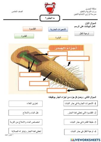 ما الجذور