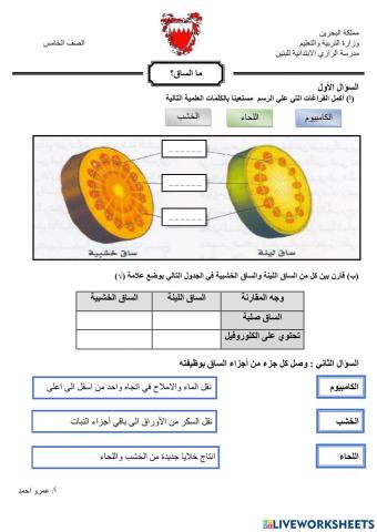 ما الساق