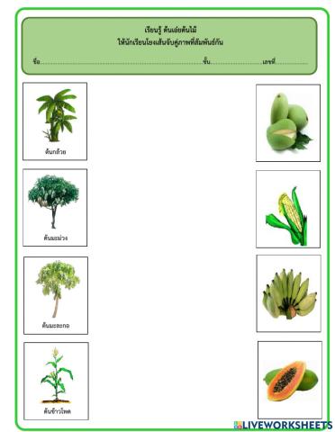 เกมจับคู่ภาพที่สัมพันธ์กัน ต้นไม้
