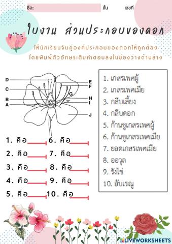 ใบงาน ส่วนประกอบของดอก