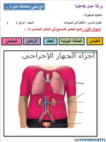 الجهاز الاخراجي