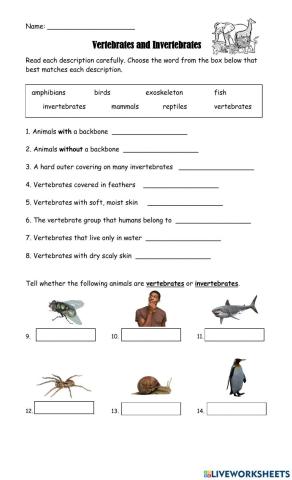 Vertebrates and Invertebrates