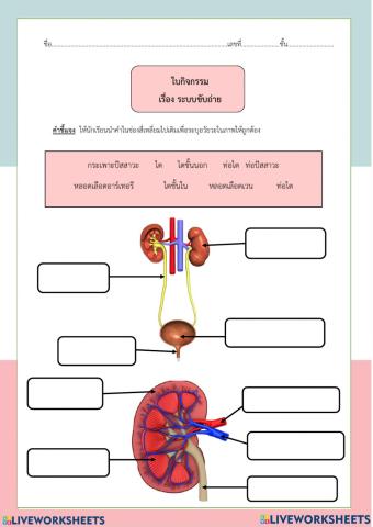 ขับถ่าย ม.2