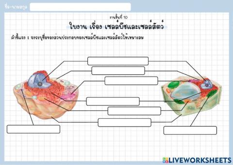 ใบงาน เรื่อง เซลล์พืชแและเซลล์สัตว์