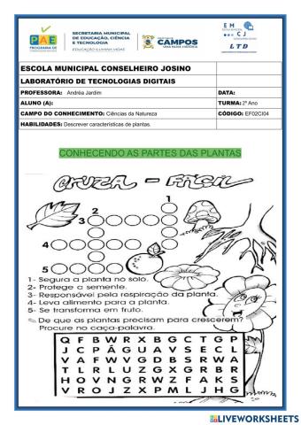 Partes das plantas e suas funções