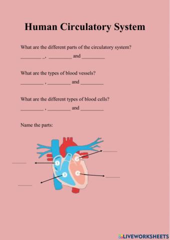 Human Circulatory System