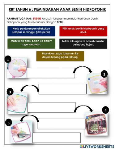 Rbt tahun 6 - langkah pemindahan hidroponik