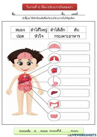 อวัวยวะภายในร่างกาย