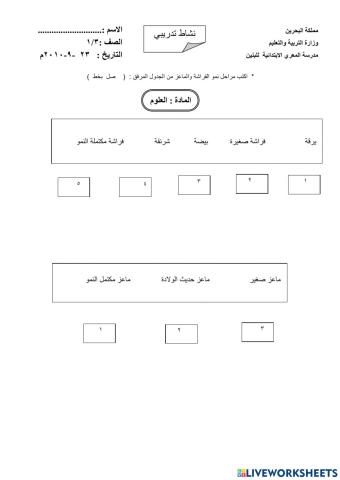 دورة حياة الفراشة