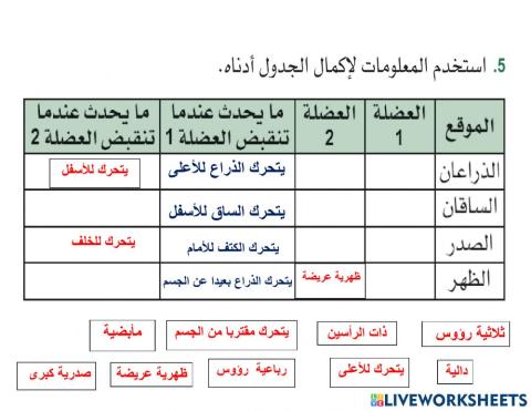 العضلات المتضادة