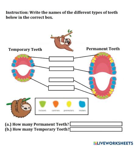 Types of Teeth