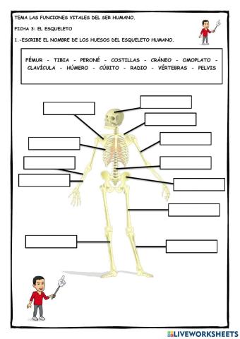 Tema las funciones vitales del ser humano