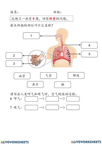 四年级 科学 人类