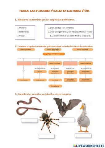 Clasificacion de los seres vivos