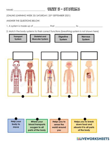 Science - body systems