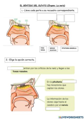 El olfato