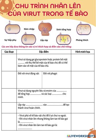 Chu trình nhân lên của virut