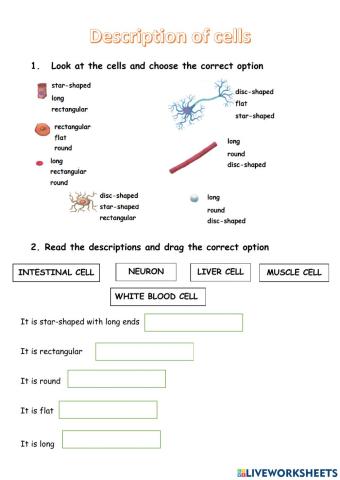 Description of cells