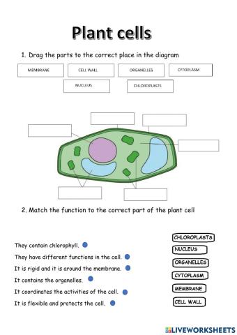 Plant cells