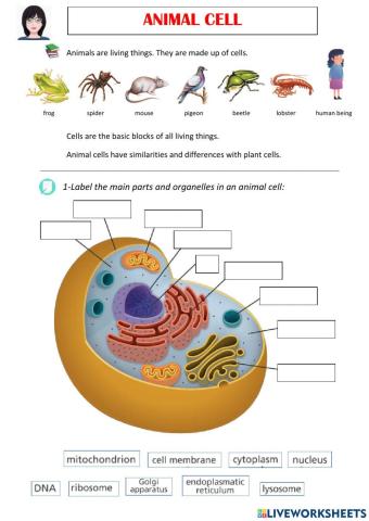 Animal cell