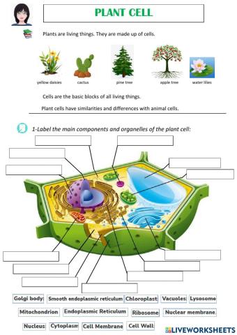 Plant cell