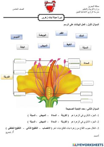 دورة حياة نبات زهري