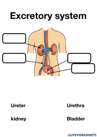 Excretory system